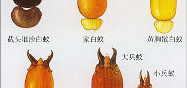 �����К���ρ��˾/��ρ��ҪΣ��ρ�N������W���S��ɢ��ρ������W��